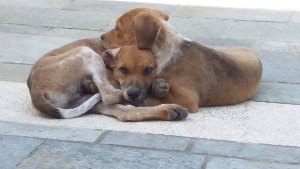 αδέσποτα