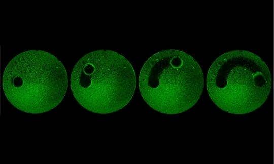Με μια ακριβή, ελεγχόμενη κίνηση, τα microrobots εκκαθάρισαν ένα γυάλινο έλασμα από ένα βιοφίλμ, όπως φαίνεται σε αυτή τη εικόνα. Credit: Geelsu Hwang and Edward Steager/University of Pennsylvania