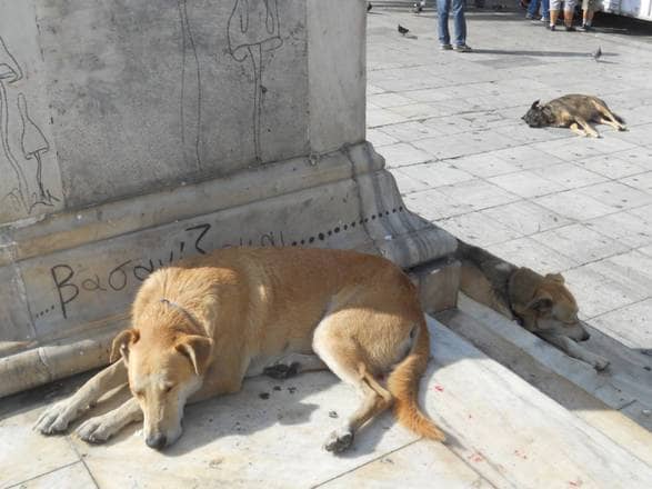 αδέσποτα ζώα