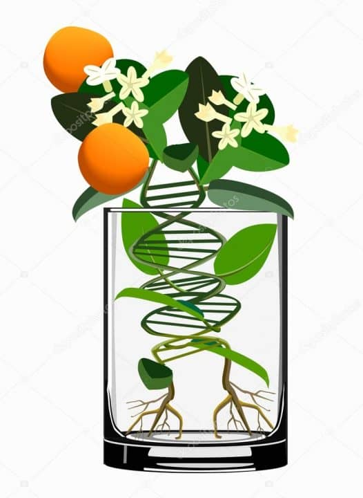 https://gr.depositphotos.com/17837645/stock-illustration-transgenic-plants.html