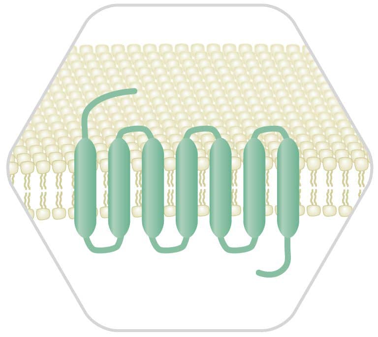 https://fdss.hamamatsu.com/jp/en/applications/gpcr.html