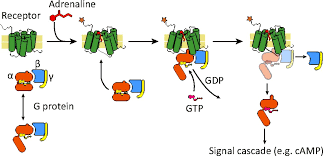GPCRs