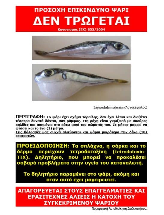 λαγοκέφαλος