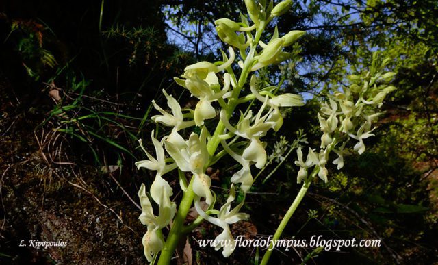 Orchis Provincialis