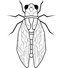 Tech Cicada 