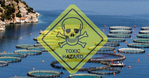 μολυσμένα ψάρια| η φορμόλη στο πιάτο μας