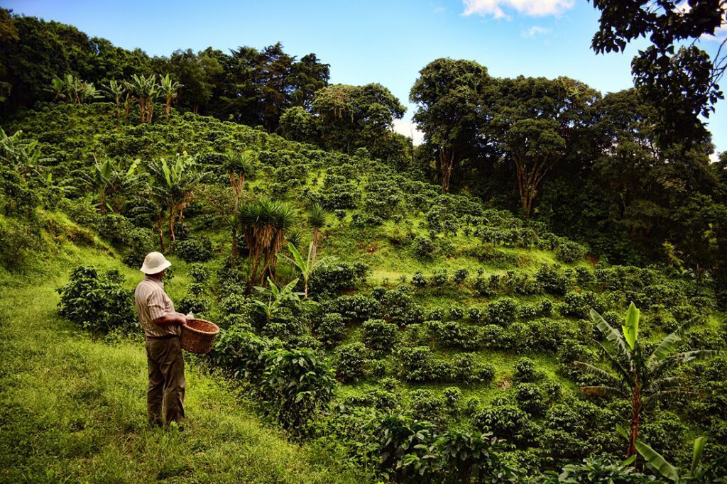 costa rica coffee tour