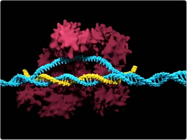 CRISPR Cas9