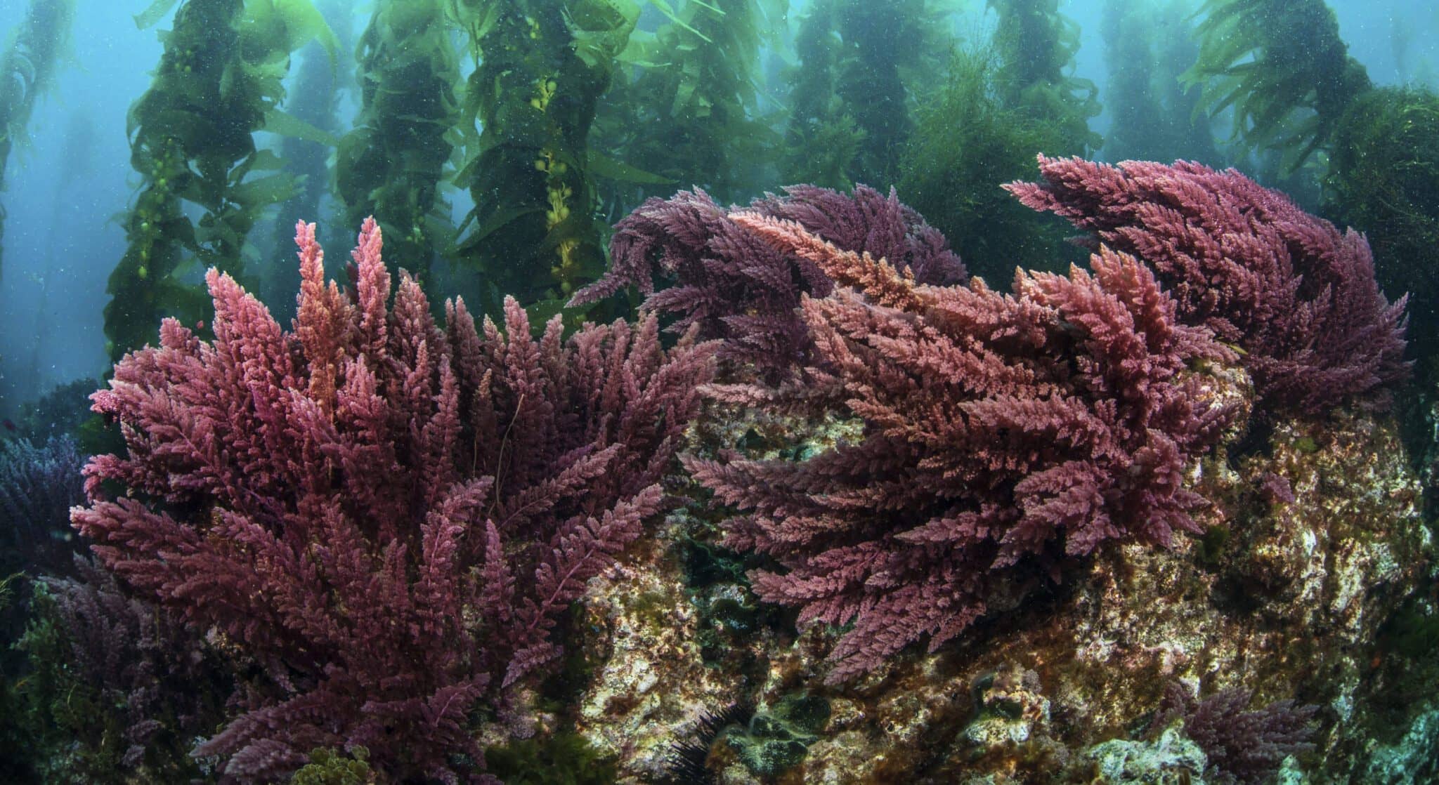 Asparagopsis