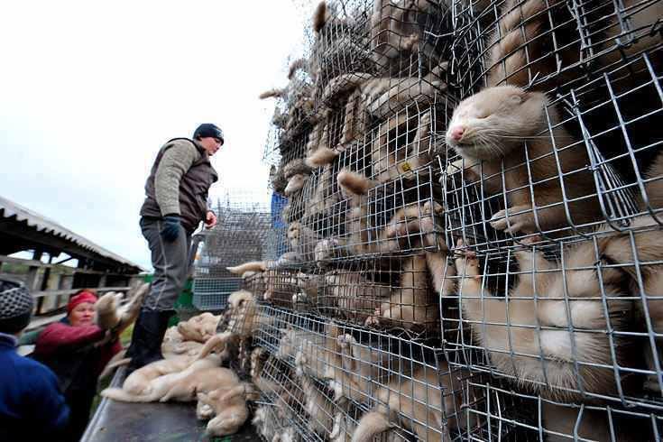 συνθήκες κράτησης των ζώων στη βιομηχανία γούνας