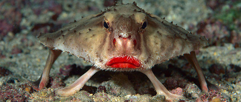 Ζώα red lipped batfish