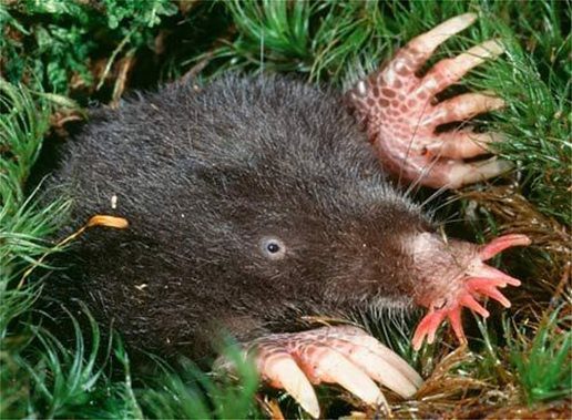 Ζώα Star-nosed mole