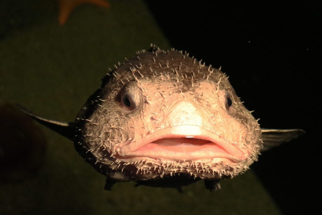 blobfish, ένα από τα πιο παράξενα ζώα