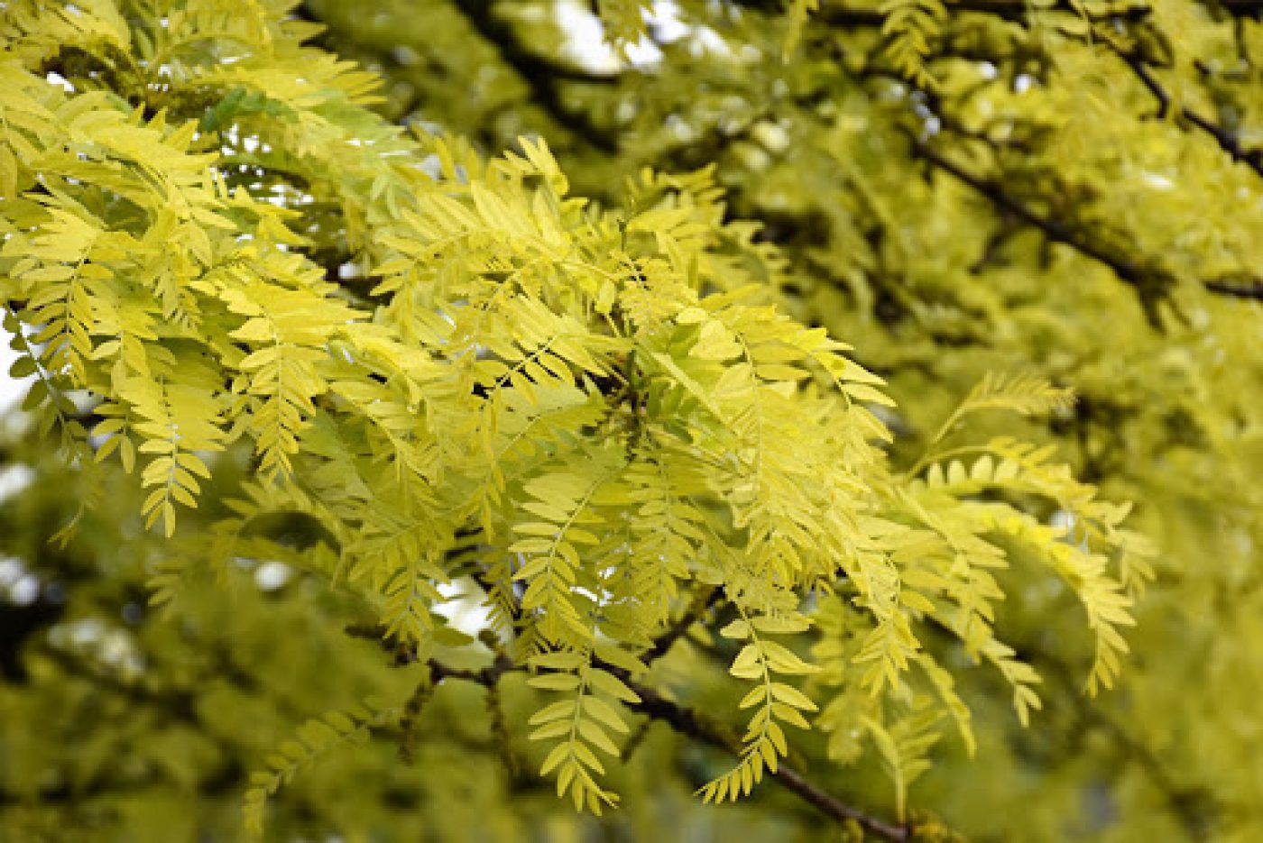 Honey locust