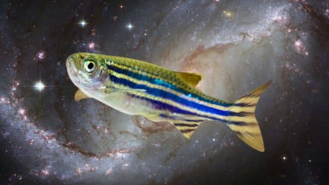 zebrafish