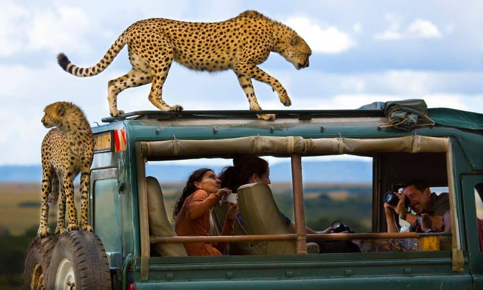 Η ζούγκλα στο εθνικό πάρκο Masai Mara της Κένυας 