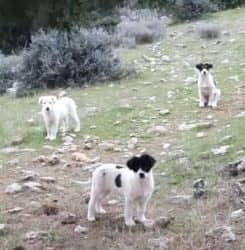 Φιλοζωικού Συλλόγου Φυλής “ΑΓΑΠΑΖΩ”.
