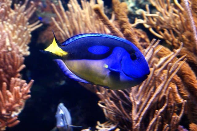 Το ψάρι κλόουν - Amphiprion ocellaris