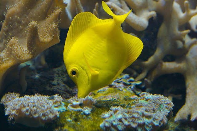 Moorish idol - Zanclus cornutus