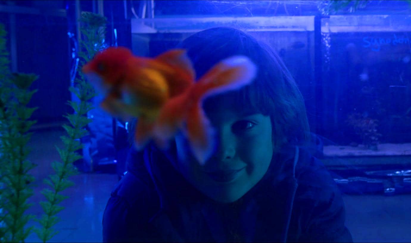 Goldfish