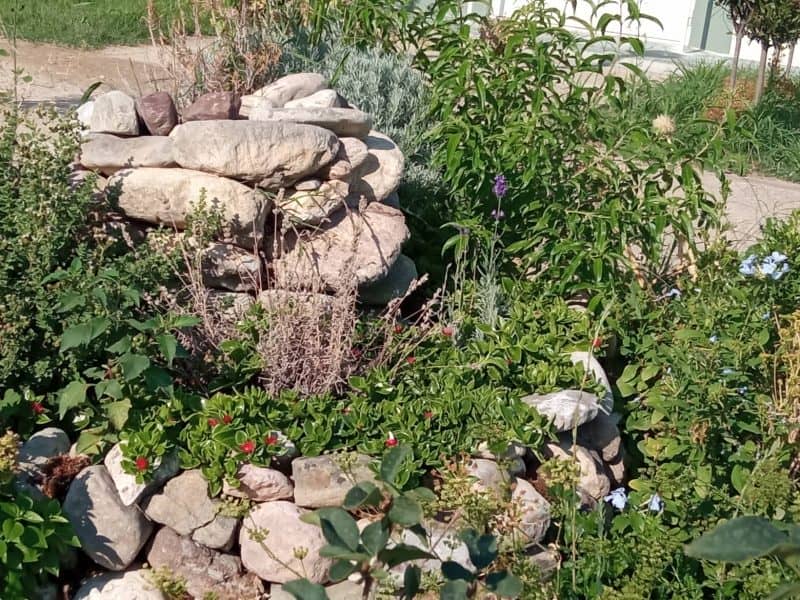 Σπιράλ αρωματικών φυτών πίσω όψη - Κήπος Άνθεια | Πηγή: Εθελοντική Ομάδα Έθεξις