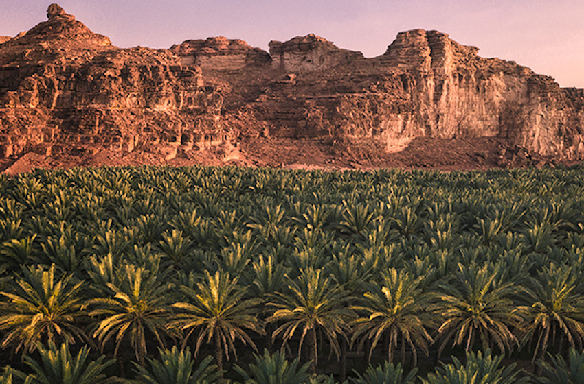 Oasis