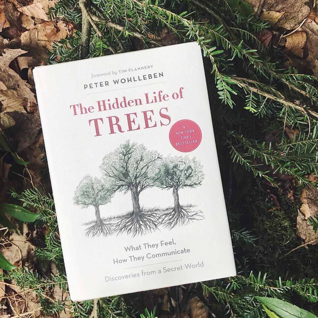 The hidden life of trees
