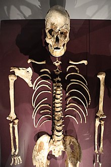 Cheddar Man: Τα απίστευτα δεδομένα του DNA