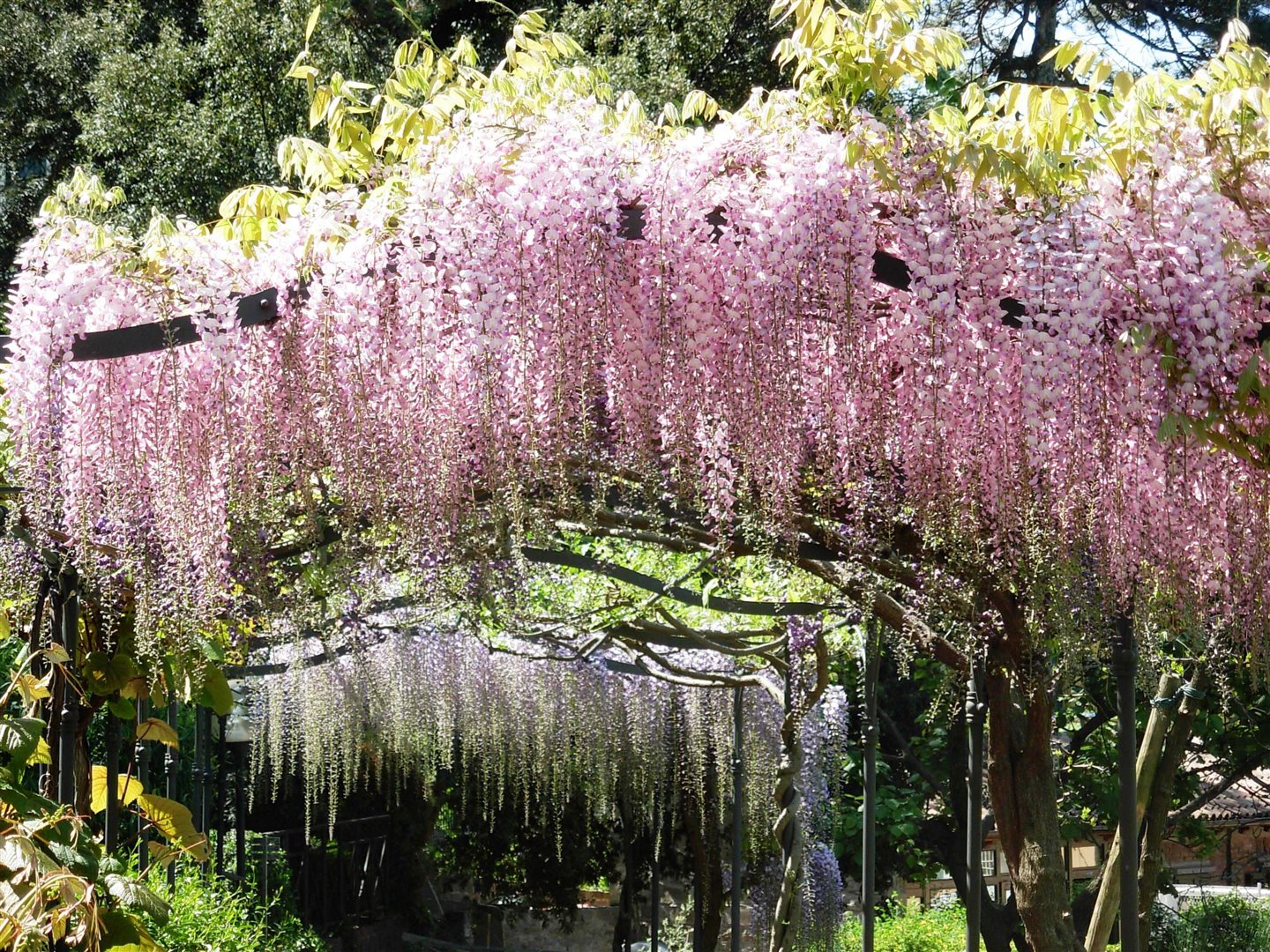 [Τεργέστη Botanico di Trieste]