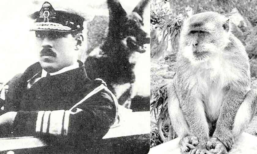 η μαϊμού του βασιλιά