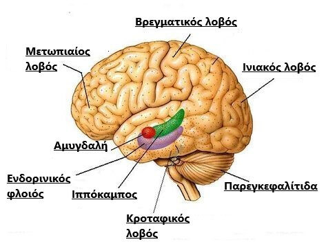 https://meygeia.gr/diaforetikoi-lovoi-egkefalou/