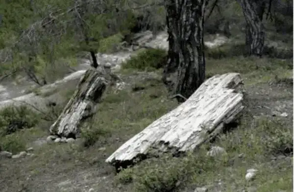 Δάσος Δαδιάς