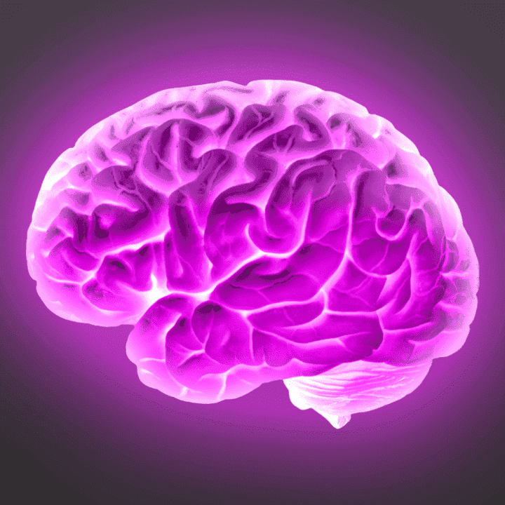 Brain