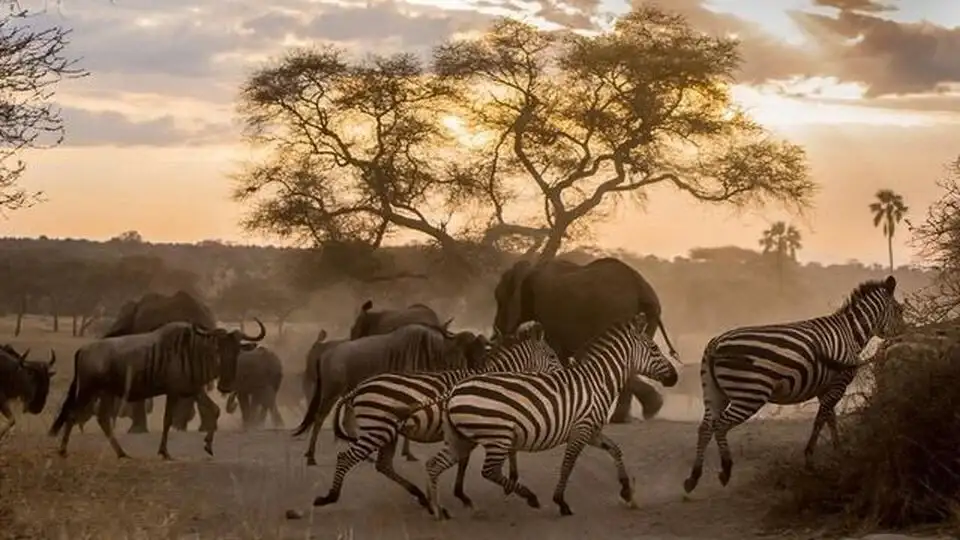 Safari Africa
