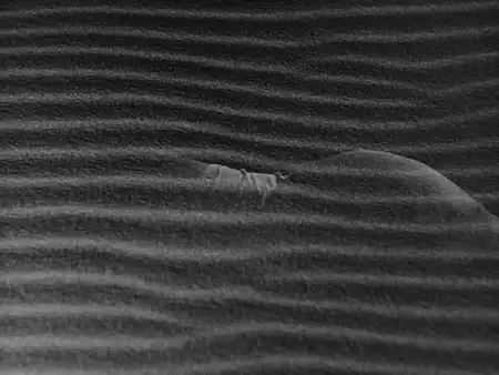 Woman In The Dunes , Body