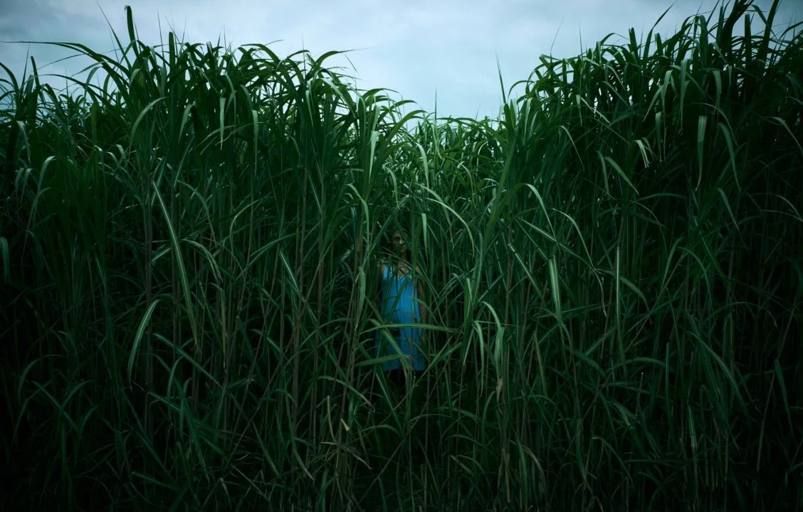 In the Tall Grass