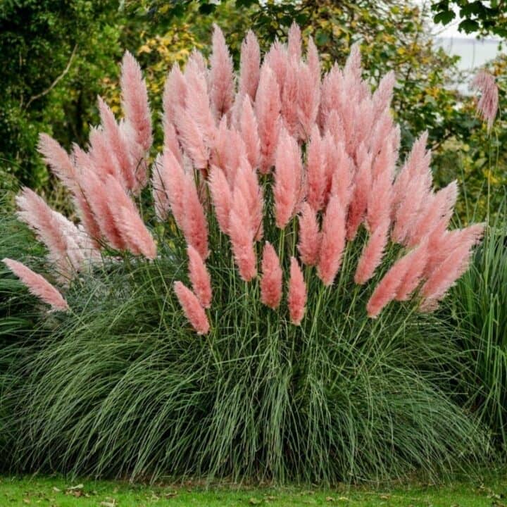pampas grass