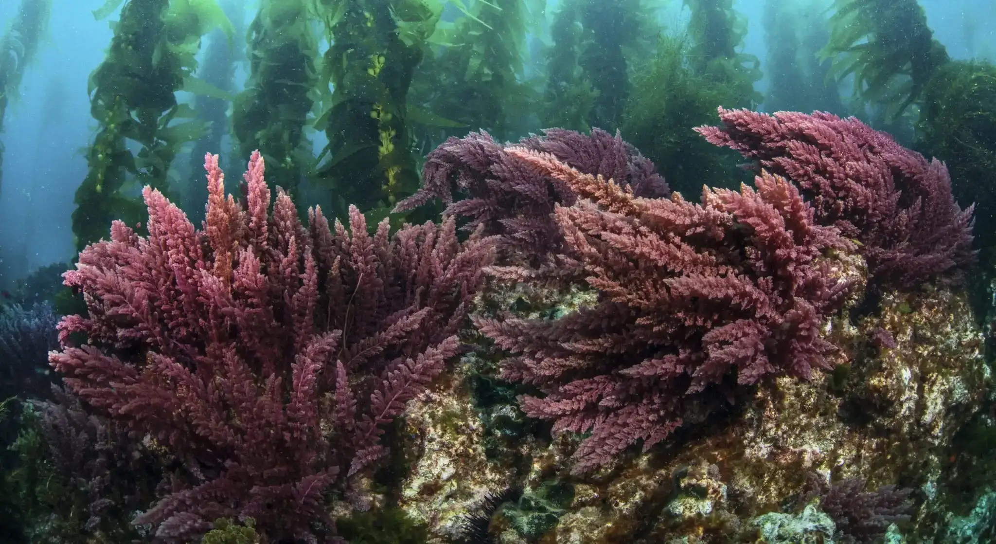 Asparagopsis