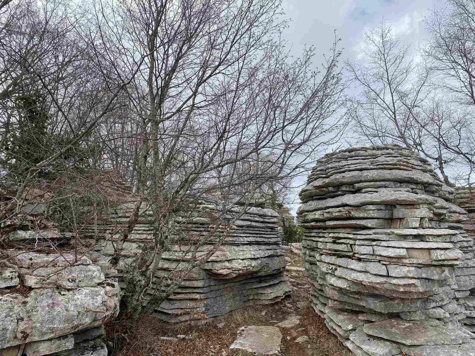 πέτρινο δάσος