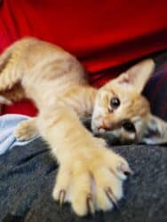 Λόκι: Συγκατοικώντας με έναν γατούλη