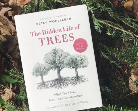 The hidden life of trees