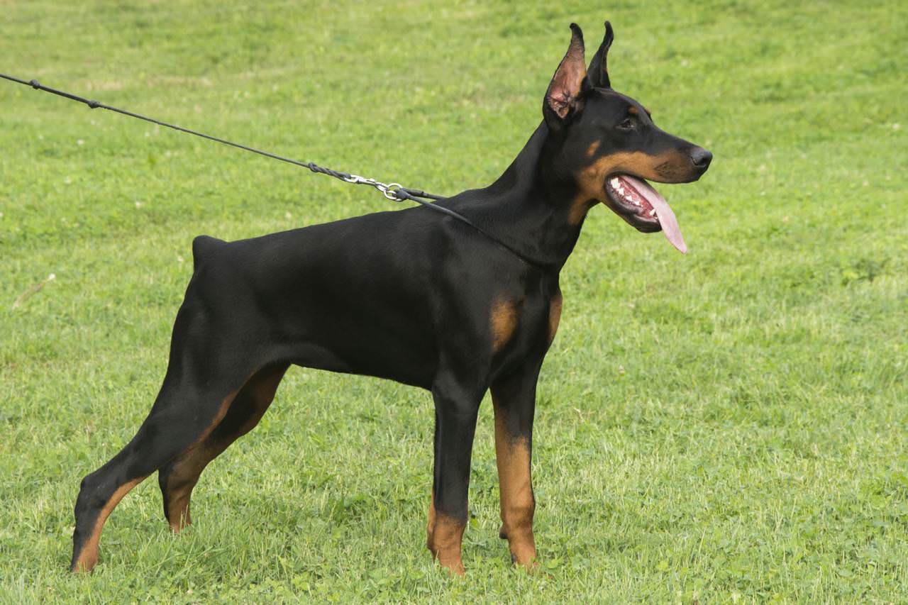 Louis Dobermann