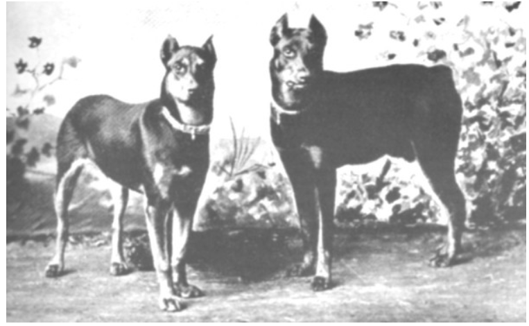Louis Dobermann