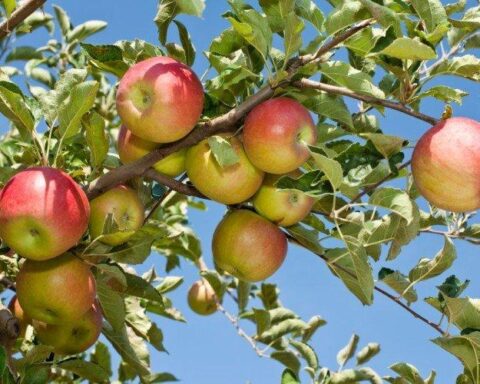 Το μήλο στην παγκόσμια κουλτούρα