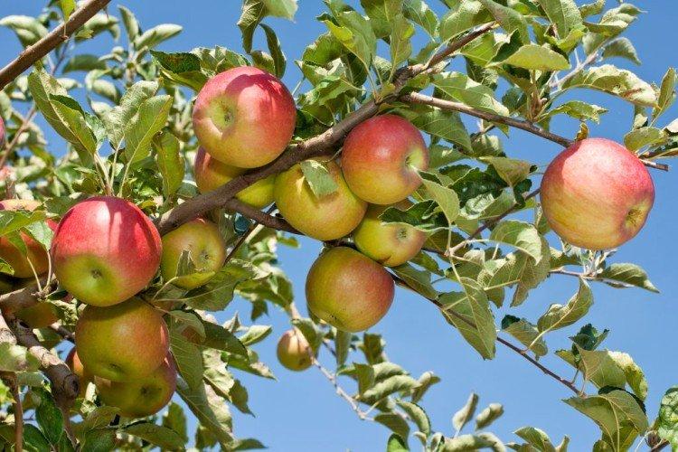 Το μήλο στην παγκόσμια κουλτούρα