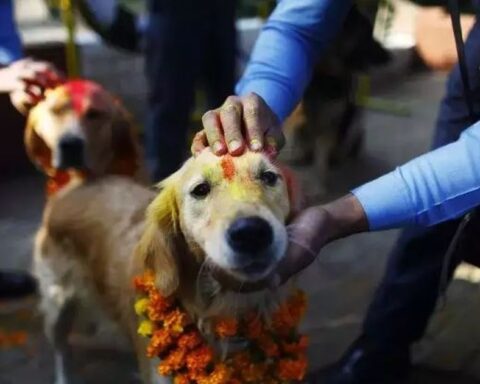 φεστιβάλ σκύλων Νεπάλ