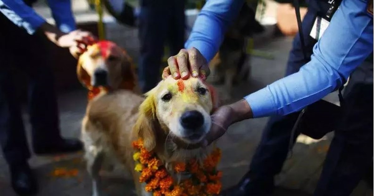 φεστιβάλ σκύλων Νεπάλ