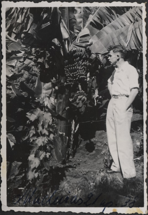 Οι καλλιέργειες μπανάνας στη Τζαμάικα | Πηγή Εικόνας: Europeana