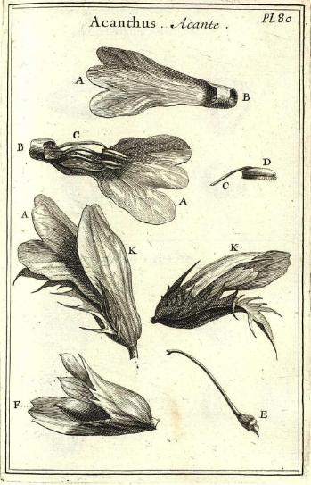 Το φυτό της ακάνθου συγκαταλέγεται στις πρώιμες μεθόδους που χρησιμοποιήθηκαν ιστορικά για την πρόκληση άμβλωσης | Πηγή Εικόνας: europeana.eu