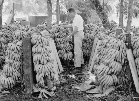 Yπάλληλος της United Fruit Company εν ώρα εργασίας στην Ονδούρα το 1954 | Πηγή Εικόνας : Associated Press